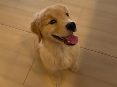 犬の困った行動を直す、効果的なしつけ法まとめ