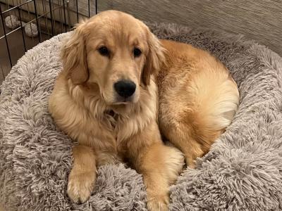 シニア犬と暮らすための、知っておきたい健康管理のポイント