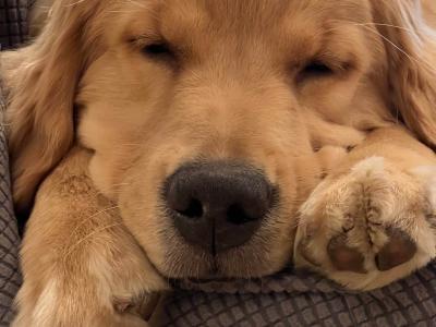 犬好き必見！愛犬との絆を深める トレーニング方法