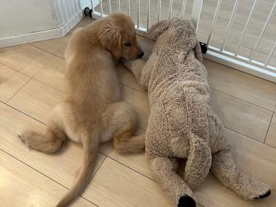 愛犬との絆を深める 室内遊びアイデア 7選