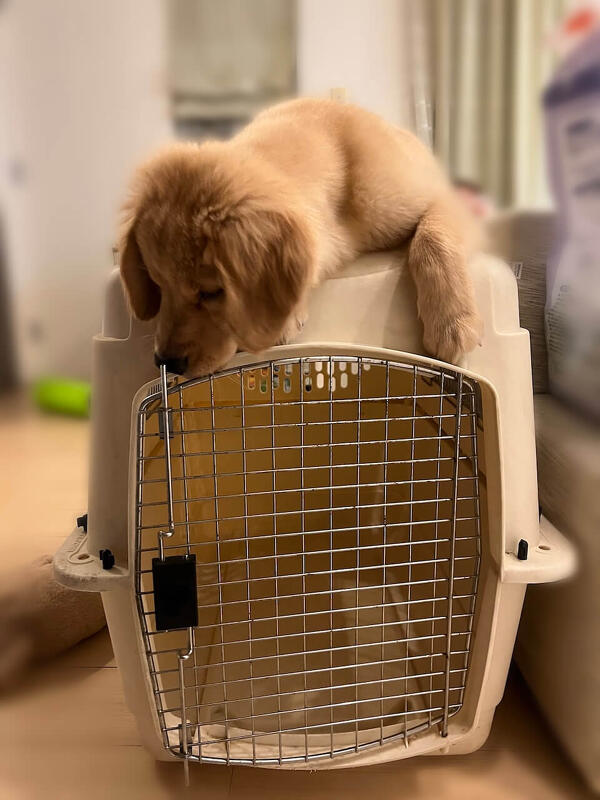 犬と暮らす人が抱える悩みを解消する Q&A まとめ